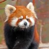 Adorable Baby Red Panda Paint By Numbers
