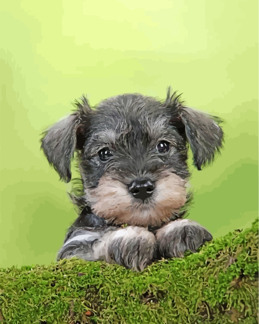 Completed Adorable Schnauzer canvas