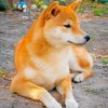 Cute Shiba Inu Puppy Paint By Numbers