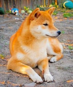 Cute Shiba Inu Puppy Paint By Numbers