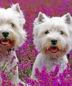 Cute Westie Dog Paint By Numbers