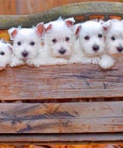 Cute Westie Dog Paint By Numbers