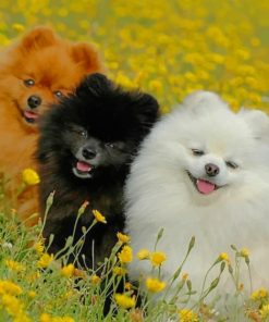 Cute Pomeranian Pets Paint By Numbers