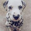 Dalmatian Heart Nose Paint By Numbers