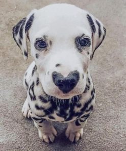 Dalmatian Heart Nose Paint By Numbers