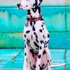 Dalmatian Pets Paint By Numbers
