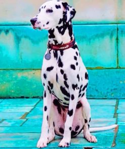 Dalmatian Pets Paint By Numbers