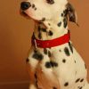 Dalmatian Pet Lover Paint By Numbers