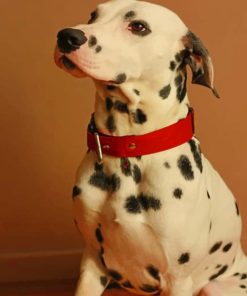 Dalmatian Pet Lover Paint By Numbers