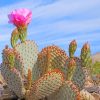 Desert Nature Cactus Paint By Numbers