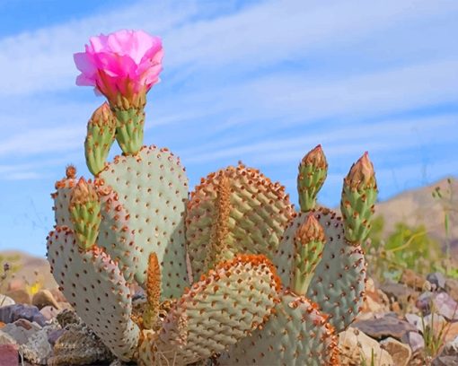 death-valley-cactus-adult-paint-by-numbers
