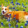 Shiba Inu And Bluebonnet Paint By Numbers