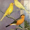 Yellow Canary Birds Paint By Numbers