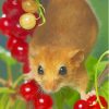Dormouse Rodent Paint By Numbers