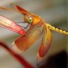 Beautiful Dragonfly Wings Paint By Numbers