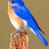 Blue Eastern Bluebird Paint By Numbers