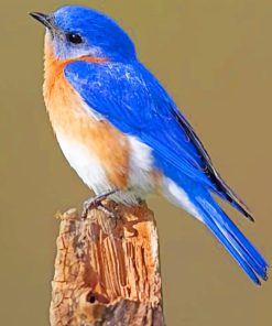 Blue Eastern Bluebird Paint By Numbers