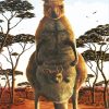 Australian Kangaroo Paint By Numbers