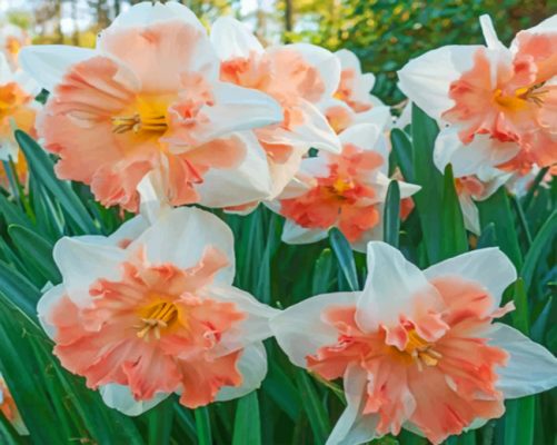 finalizing the Edinburgh Daffodils Paint By Numbers artwork