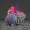 Colorful Elephant Scene Paint By Numbers