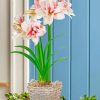Elvas Amaryllis Flower Paint By Numbers
