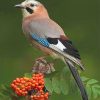 Colorful Eurasian Jay Bird Paint By Numbers
