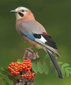 Colorful Eurasian Jay Bird Paint By Numbers