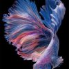 Purple Betta Fish Paint By Numbers