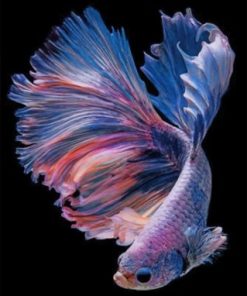 Purple Betta Fish Paint By Numbers
