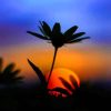 Flower Sunrise Silhouette Paint By Numbers