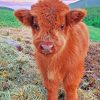 Highland Cow Calf Paint By Numbers