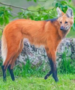 Wild Fox Wolf Paint By Numbers