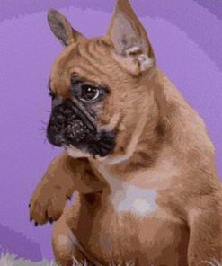 French Bulldog Dog Paint By Numbers