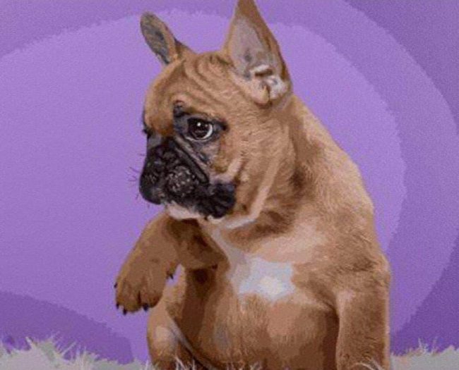 French Bulldog Dog Paint By Numbers