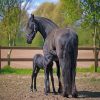 Friesian Stallions Paint By Numbers
