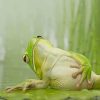 Relaxing Frog on Lily Pad Paint By Numbers