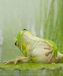 Relaxing Frog on Lily Pad Paint By Numbers
