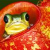 Frog and Pitcher Plant Paint By Numbers