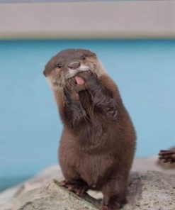 Asian Small Clawed Otter Fun Paint By Numbers