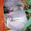 Adorable Koala Painting Kit Paint By Numbers