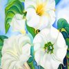 Georgia Okeeffe White Blooms Paint By Numbers