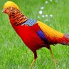Golden Pheasant Bird Paint By Numbers