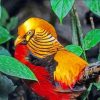 Golden Pheasant Bird Paint By Numbers