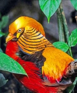 Golden Pheasant Bird Paint By Numbers