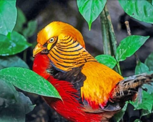 Finalizing the Golden Pheasant Bird paint by numbers Artwork
