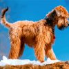Golden Wheaten Terrier Dog Paint By Numbers