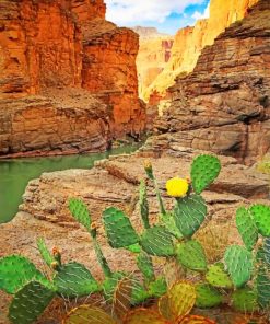 Grand Canyon Cactus Paint By Numbers