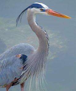 Blue Heron Wildlife Paint By Numbers