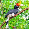 Great Hornbill Paint By Numbers Bird Art