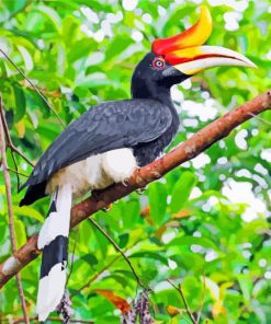 Great Hornbill Paint By Numbers Bird Art